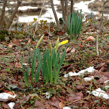 庭先にある早春の花・スイセン