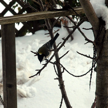 シジュウカラ～冬の庭に野鳥を呼ぶ