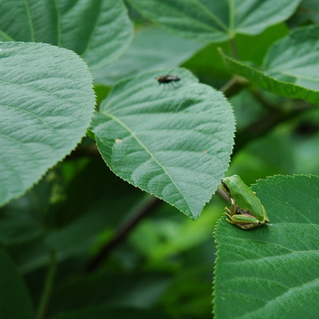 無事に上陸を果たしたカエルたち～その後の田んぼのオタマジャクシ～