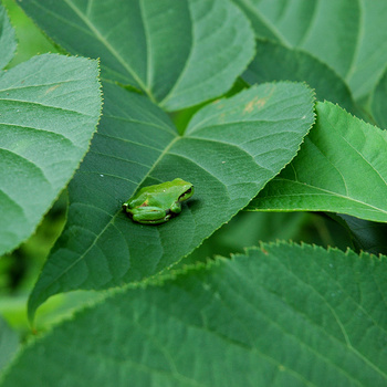 上陸を果たしたカエルたち～その後の田んぼのオタマジャクシ～
