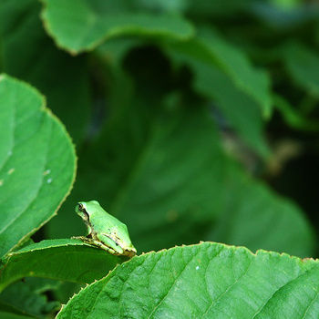 無事に上陸を果たしたカエルたち～その後の田んぼのオタマジャクシ～