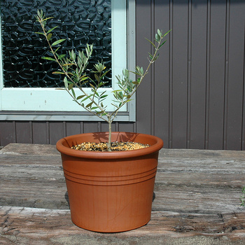 オリーブを鉢に植えつける　～ピクアル　Picual　スペイン産～picual-03.jpg