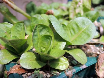 120413-niwa-002.jpg庭の草木　春のようすを写真で紹介