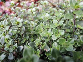 120413-niwa-004-1.jpg庭のハーブ・タイムの画像