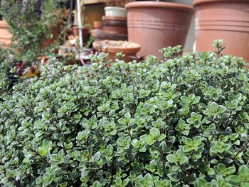 120413-niwa-004.jpg少し地味な花です。