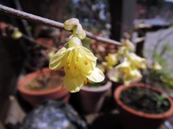 120413-niwa-006.jpg植物の画像・ヒュウガミズキの花