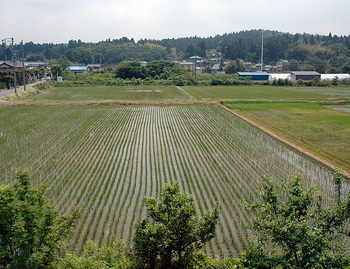 窓からの里山風景20110606-02.jpg